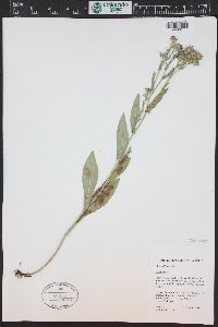 Symphyotrichum laeve var. geyeri image