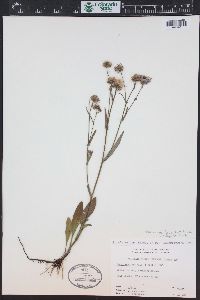 Symphyotrichum spathulatum image