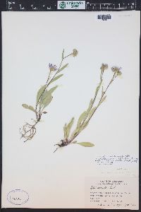 Symphyotrichum spathulatum image