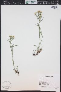 Symphyotrichum porteri image