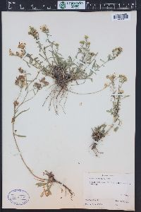 Symphyotrichum porteri image