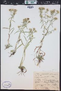 Symphyotrichum porteri image