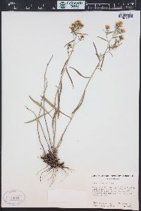 Symphyotrichum porteri image