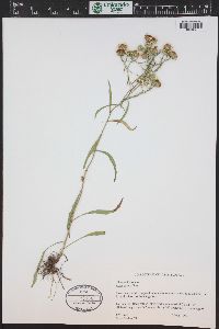 Symphyotrichum porteri image