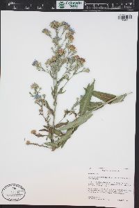 Symphyotrichum spathulatum image