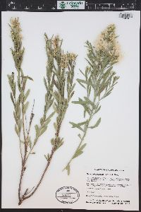 Baccharis salicina image