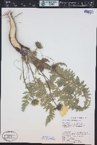 Balsamorhiza hispidula image