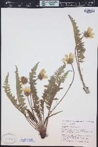 Balsamorhiza hispidula image