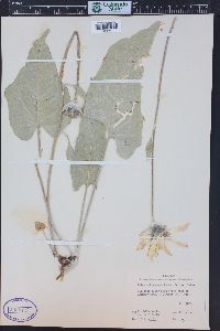 Balsamorhiza sagittata image