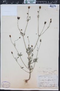 Bidens bigelovii image