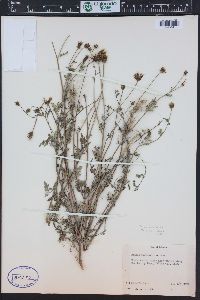 Bidens bigelovii image