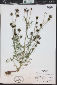 Bidens tenuisecta image