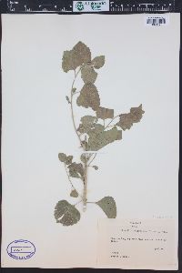 Brickellia californica image