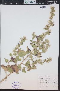 Brickellia californica image