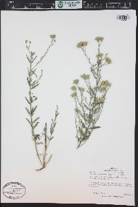 Brickellia eupatorioides image