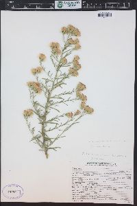 Brickellia eupatorioides var. chlorolepis image