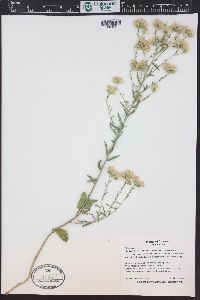 Brickellia eupatorioides image