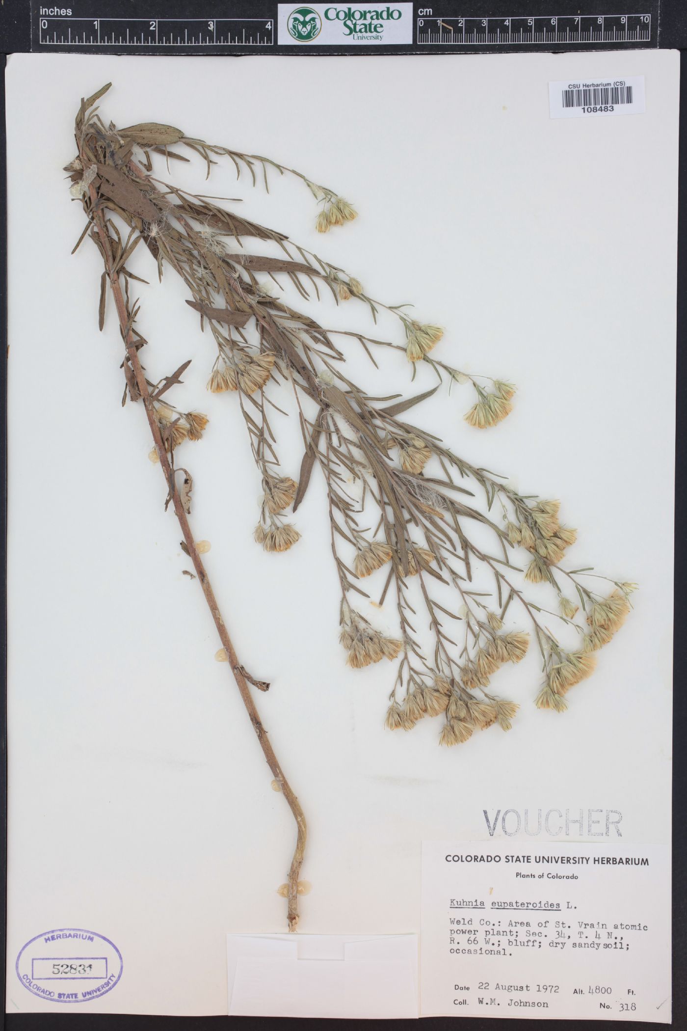 Brickellia eupatorioides var. corymbulosa image