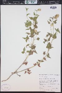 Brickellia grandiflora image