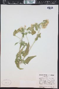 Brickellia grandiflora image