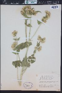 Brickellia grandiflora image