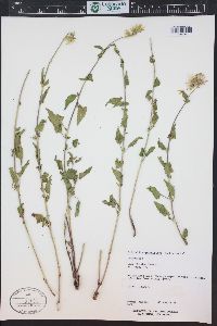 Brickellia grandiflora image