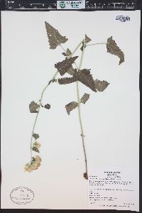 Brickellia grandiflora image