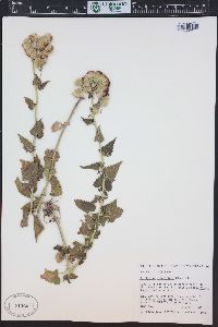 Brickellia grandiflora image