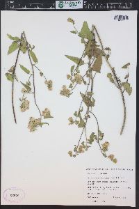 Brickellia grandiflora image