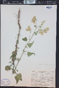 Brickellia grandiflora image