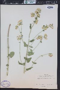 Brickellia grandiflora image