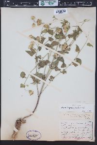 Brickellia grandiflora image