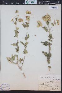 Brickellia grandiflora image