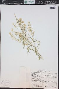 Brickellia longifolia image