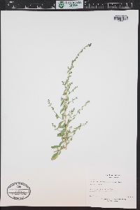 Brickellia microphylla image