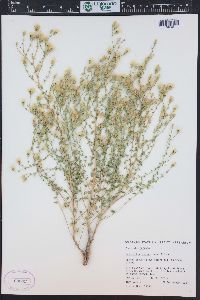 Brickellia microphylla image