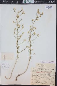 Brickellia microphylla image