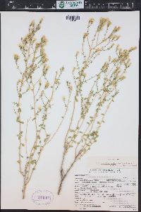 Brickellia microphylla image