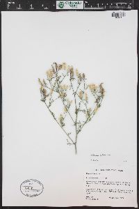 Centaurea diffusa image