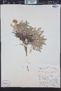 Chaenactis douglasii var. alpina image