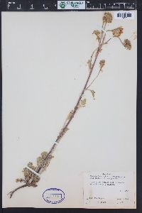 Chaenactis douglasii image