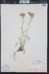 Chaenactis douglasii image