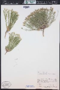 Chaetopappa ericoides image