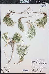 Chaetopappa ericoides image