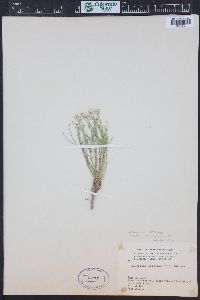 Chaetopappa ericoides image