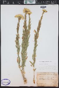 Lorandersonia linifolia image