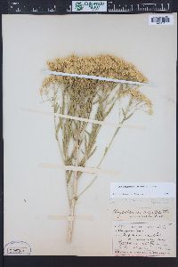 Lorandersonia linifolia image