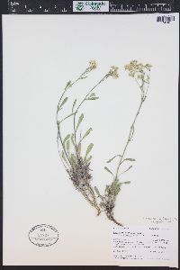 Campanula parryi image