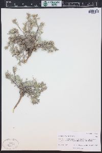 Physaria alpina image