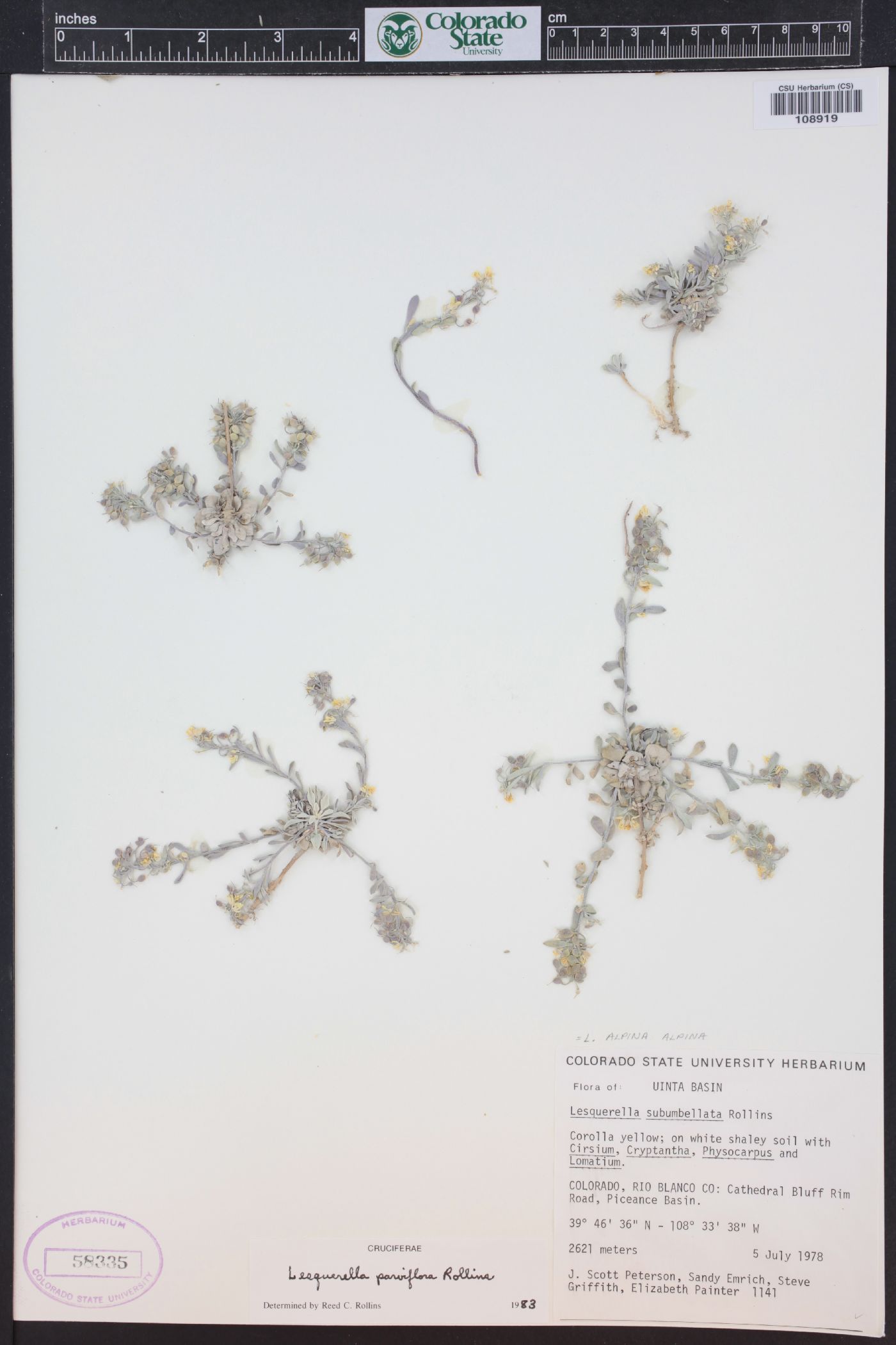 Physaria parviflora image